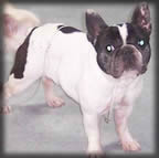 French Bulldogs For Sale In Mn