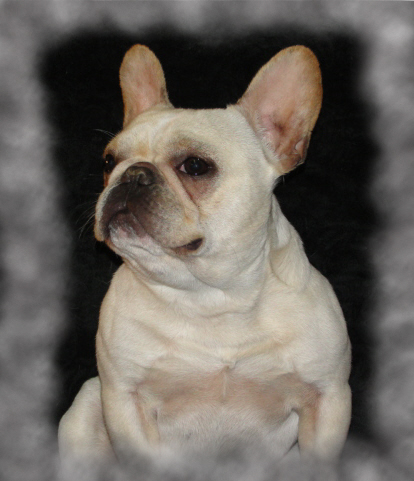 French Bulldogs For Sale In Mn