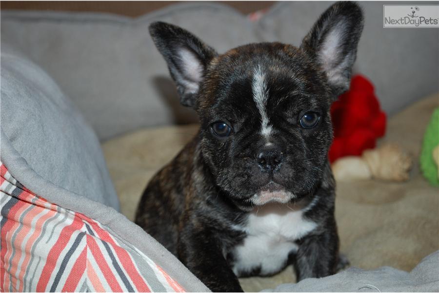 French Bulldogs For Sale In Mn