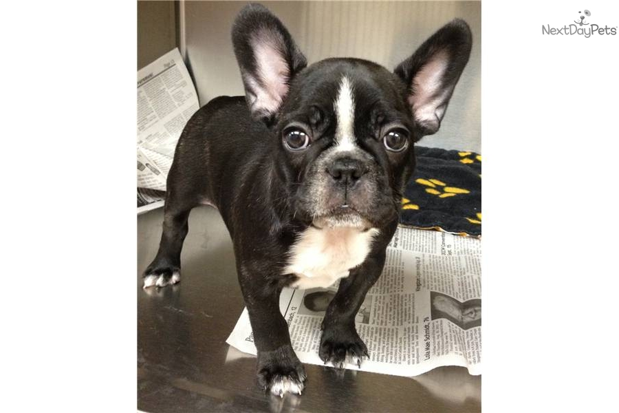 French Bulldogs For Sale In Mn