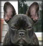 French Bulldogs For Sale In Mn