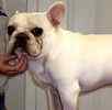 French Bulldogs For Sale In Nc