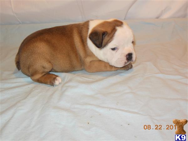 French Bulldogs For Sale In Nc