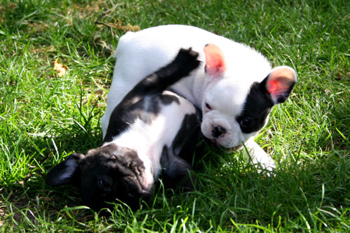 French Bulldogs For Sale Melbourne