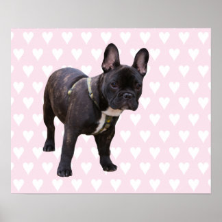 French Bulldogs For Sale Melbourne