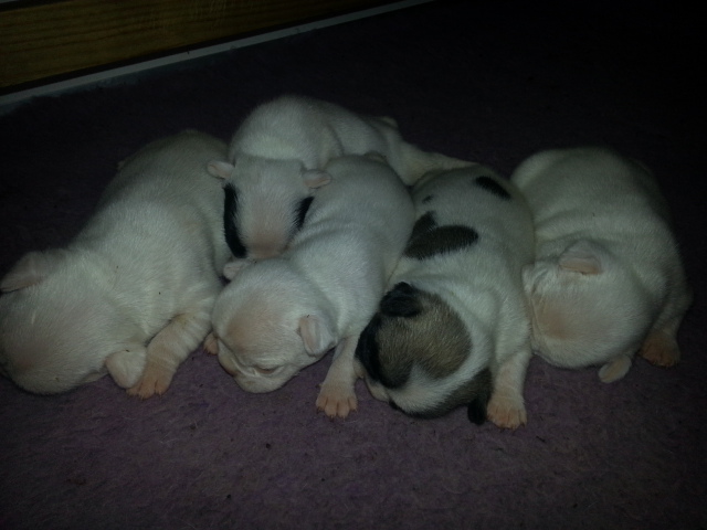 French Bulldogs For Sale Melbourne