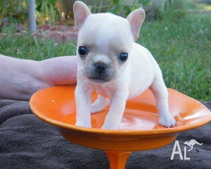 French Bulldogs For Sale Melbourne