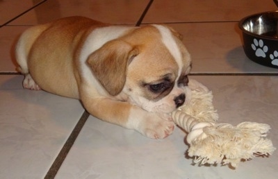 French English Bulldog Mix Puppies For Sale