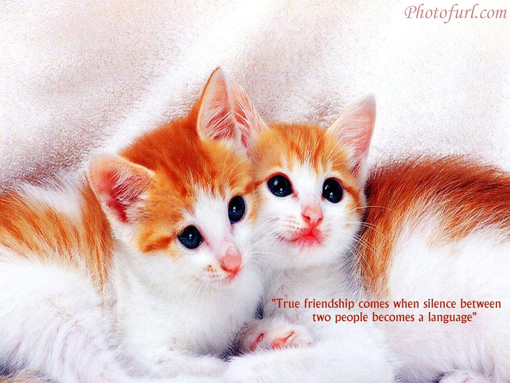 Friendship Wallpapers Hd With Quotes