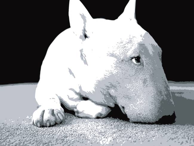 Funny English Bull Terrier Pictures