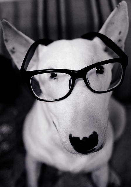 Funny English Bull Terrier Pictures