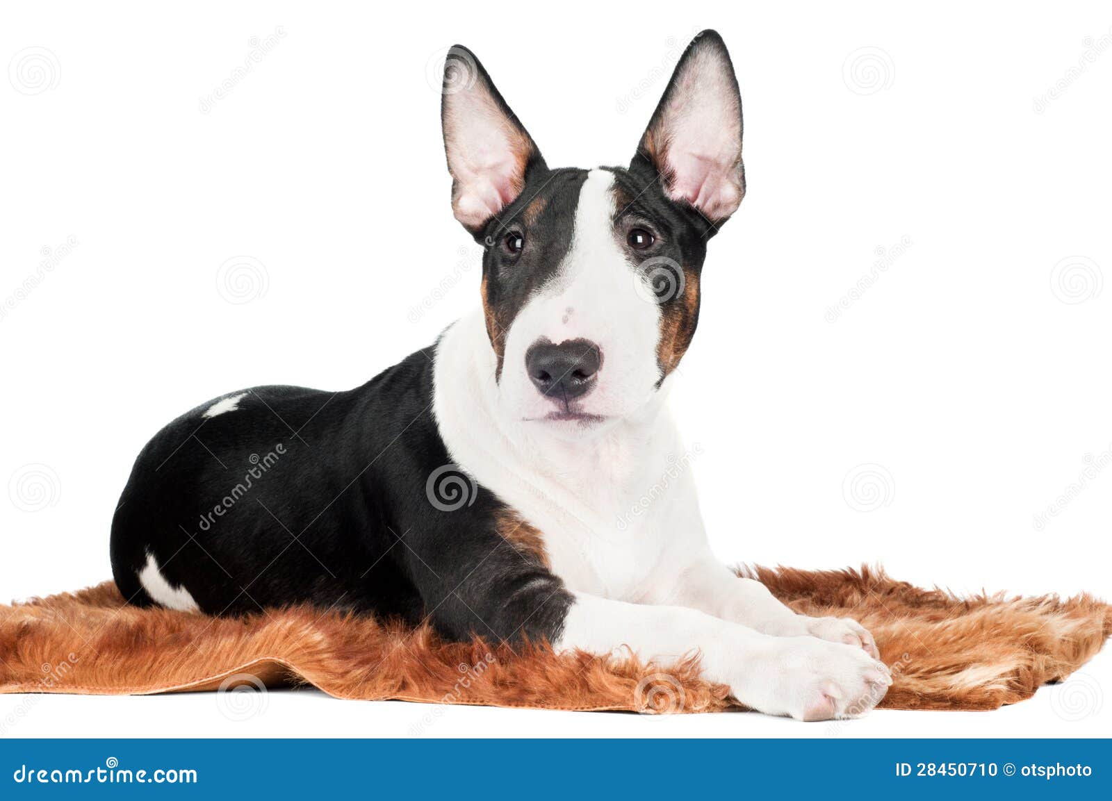 Funny English Bull Terrier Pictures