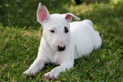 Funny English Bull Terrier Pictures