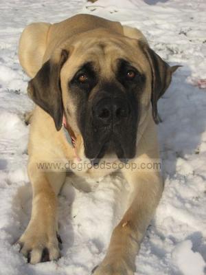 Funny English Mastiff Pictures