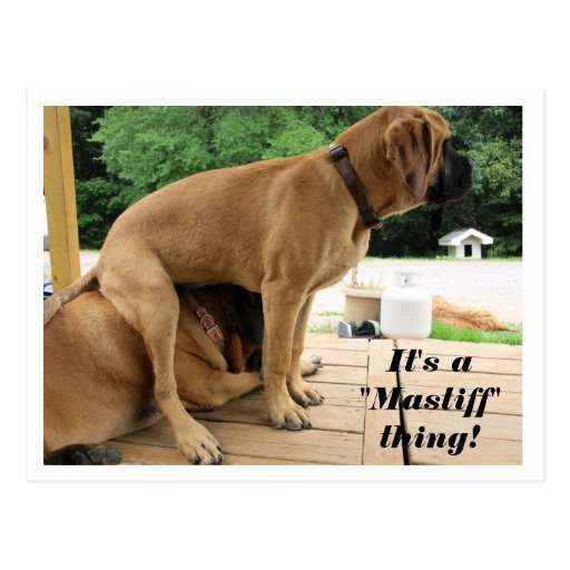 Funny English Mastiff Pictures