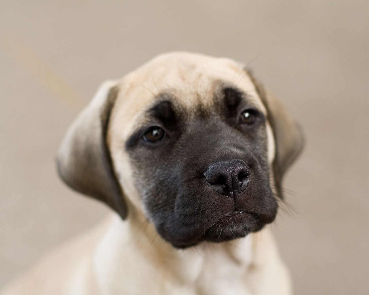 Funny English Mastiff Pictures