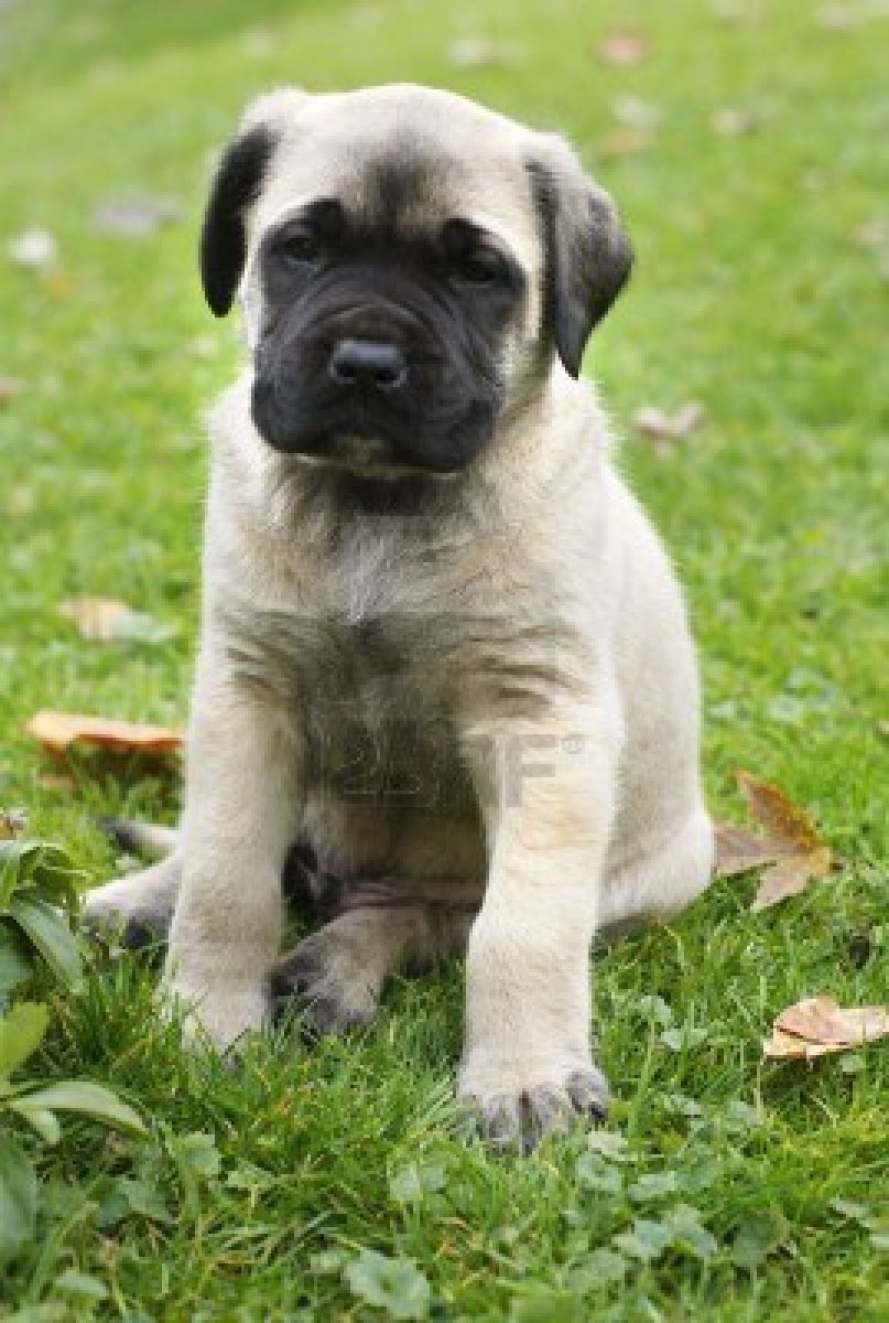 Funny English Mastiff Pictures