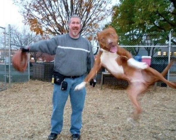 Funny Photobombing Animals