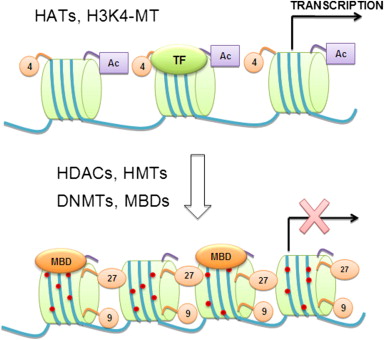 Genomic Imprinting Dna Methylation And Histone Acetylation Are All Examples Of