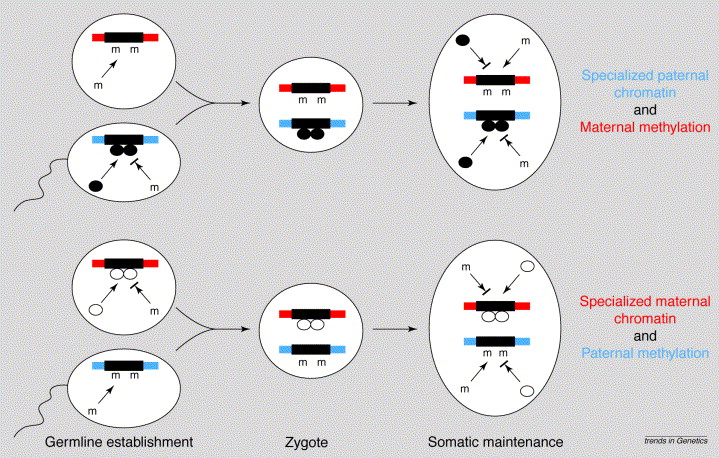 Genomic Imprinting Dna Methylation And Histone Acetylation Are All Examples Of