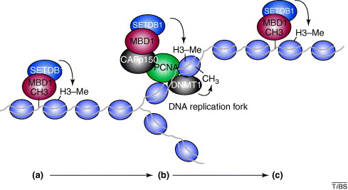 Genomic Imprinting Dna Methylation And Histone Acetylation Are All Examples Of