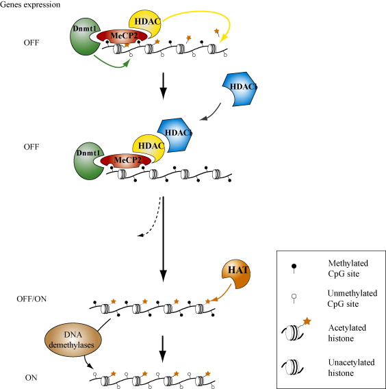 Genomic Imprinting Dna Methylation And Histone Acetylation Are All Examples Of