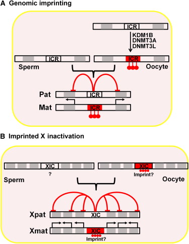 Genomic Imprinting Dna Methylation And Histone Acetylation Are All Examples Of