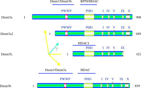 Genomic Imprinting Dna Methylation And Histone Acetylation Are All Examples Of