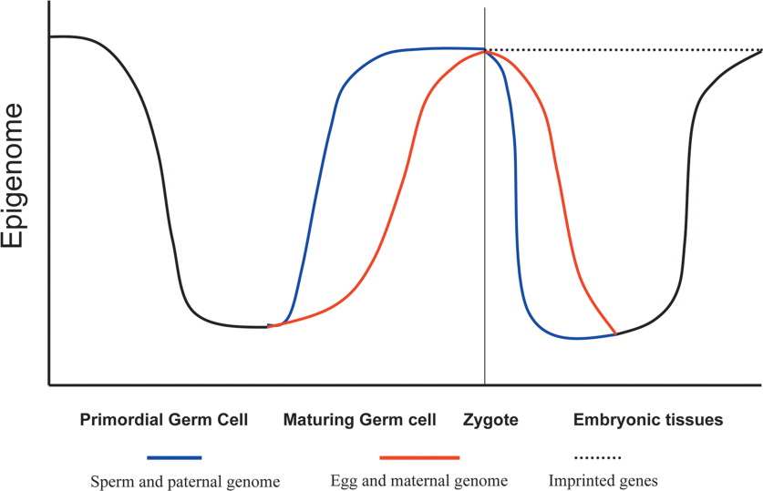 Genomic Imprinting Is Generally Due To The Addition Of Methyl