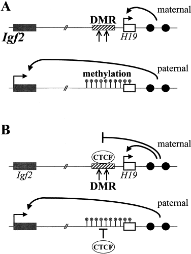 Genomic Imprinting Is Generally Due To The Addition Of Methyl