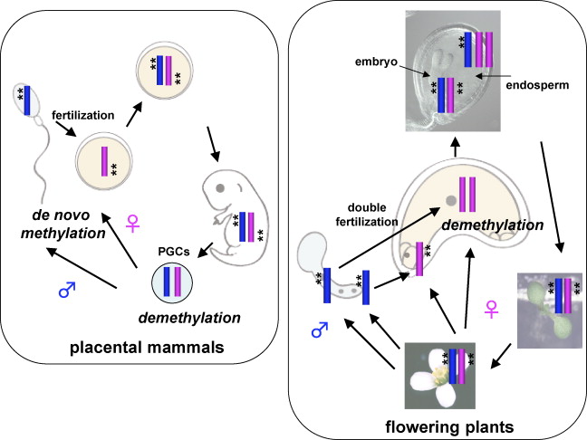 Genomic Imprinting Is Generally Due To The Addition Of Methyl