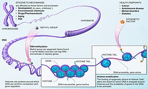 Genomic Imprinting Is Generally Due To The Addition Of Methyl