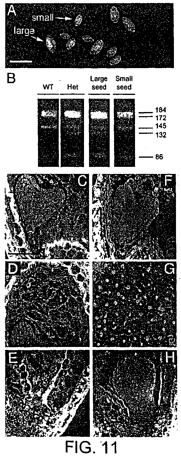 Genomic Imprinting Is Generally Due To The Addition Of Methyl