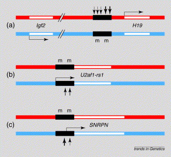 Genomic Imprinting Is Generally Due To The Addition Of Methyl