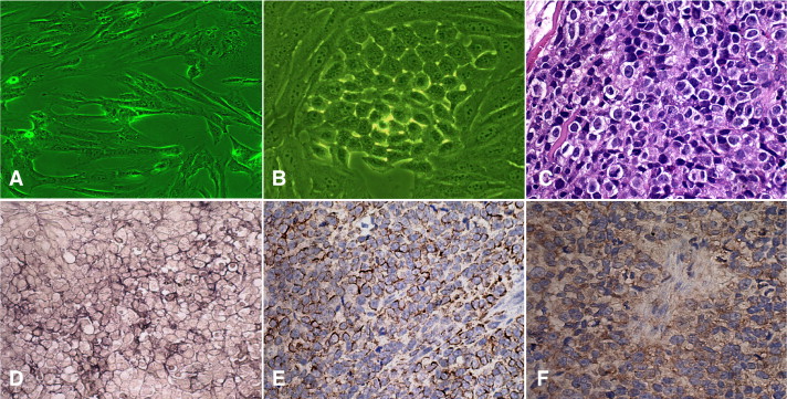 Genomic Imprinting Is Generally Due To The Addition Of Methyl