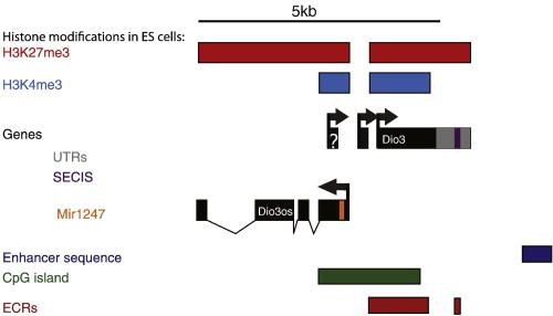 Genomic Imprinting Is Generally Due To The Addition Of Methyl