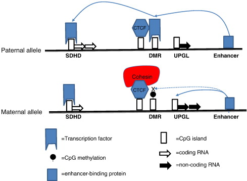 Genomic Imprinting Pedigree