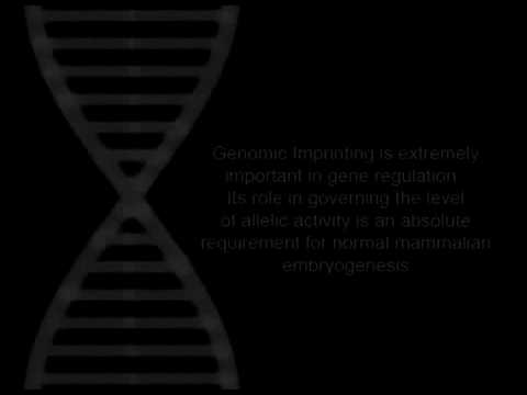 Genomic Imprinting Pedigree