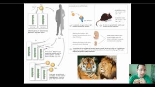 Genomic Imprinting Pedigree