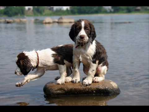 German Shepherd English Springer Spaniel Mix