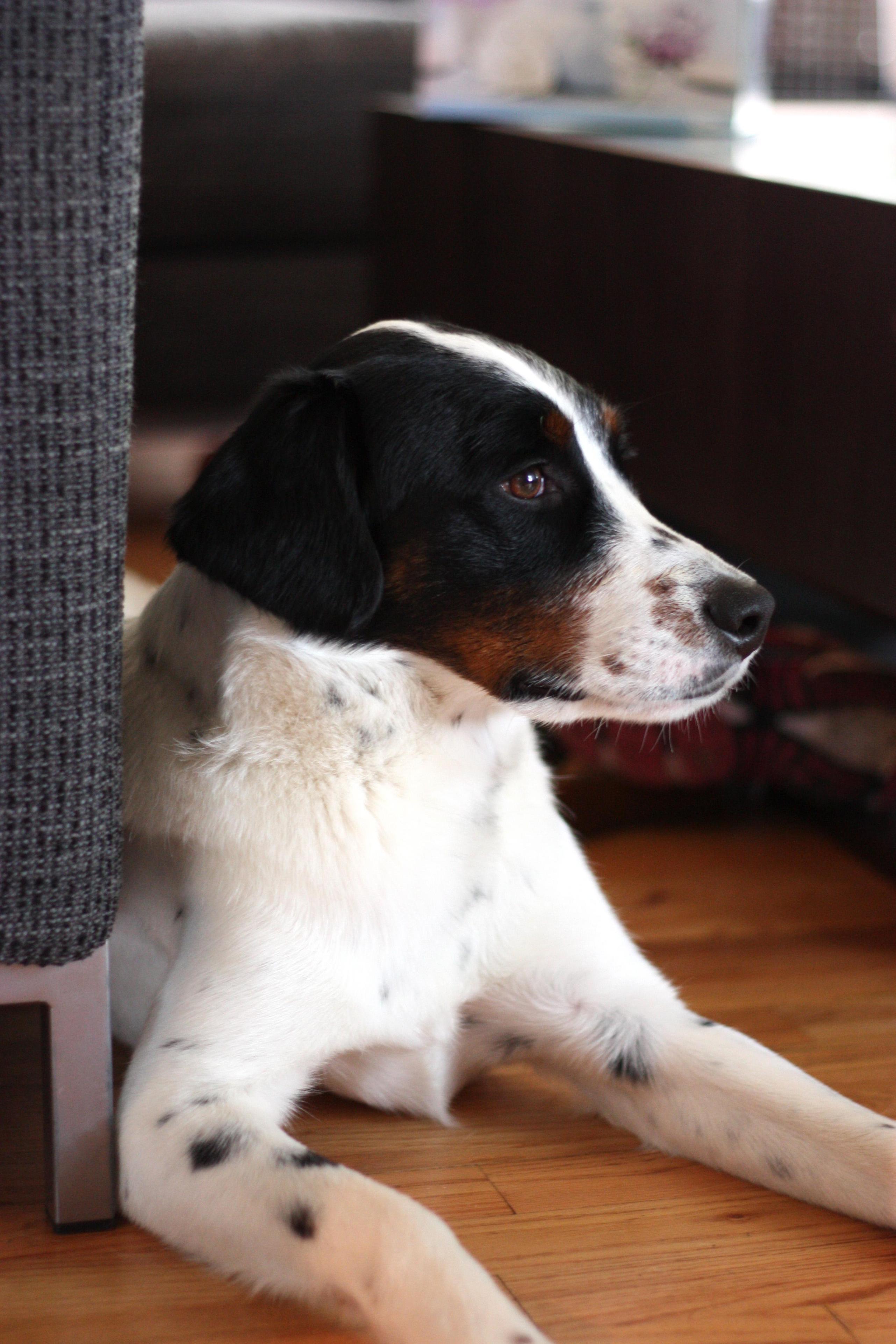 German Shepherd English Springer Spaniel Mix