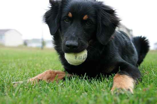 German Shepherd English Springer Spaniel Mix