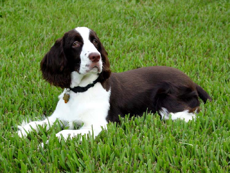 German Shepherd English Springer Spaniel Mix