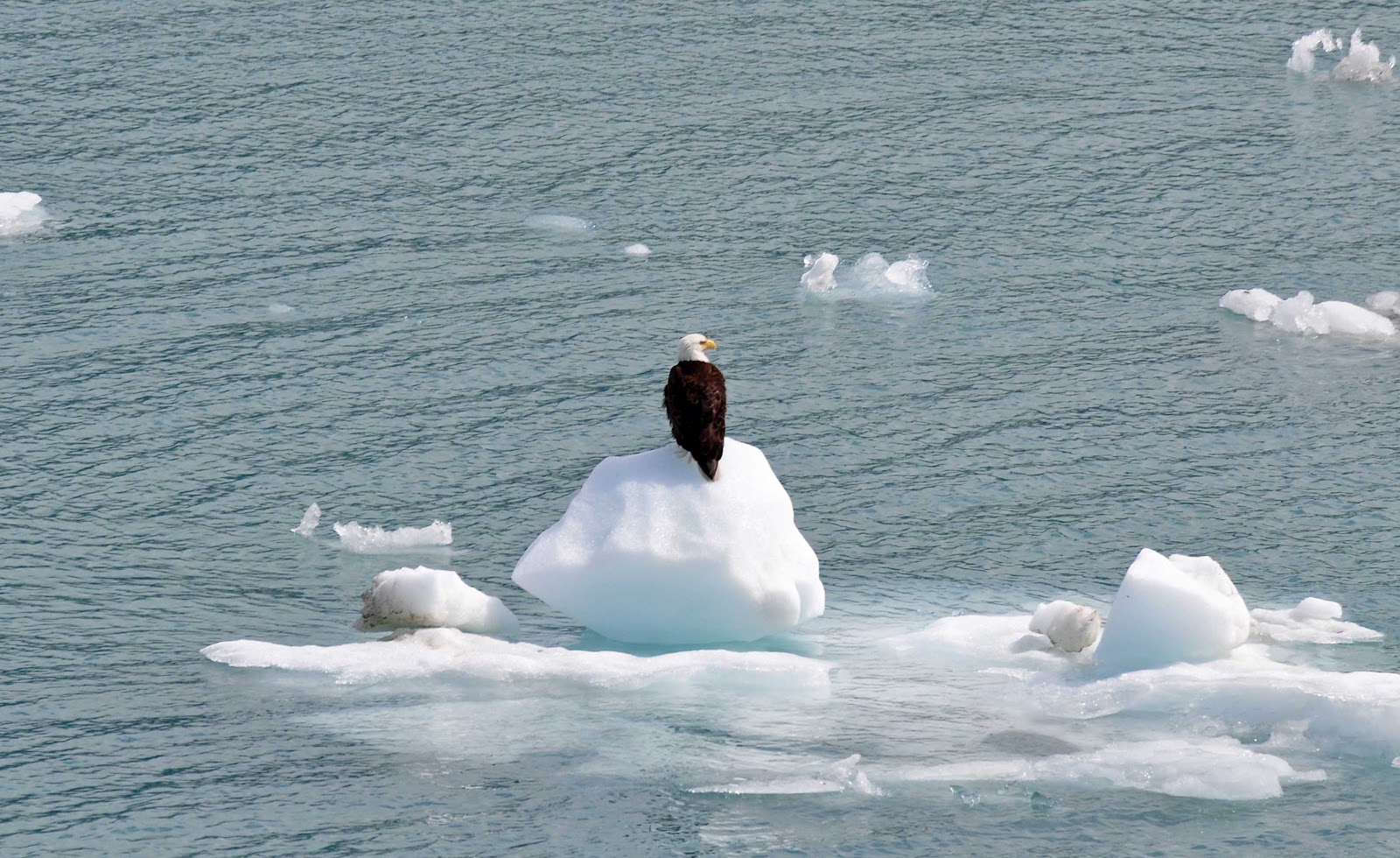 Glacier Bay Images