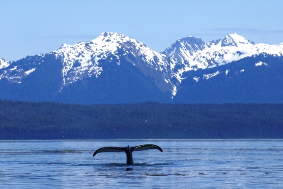 Glacier Bay Images