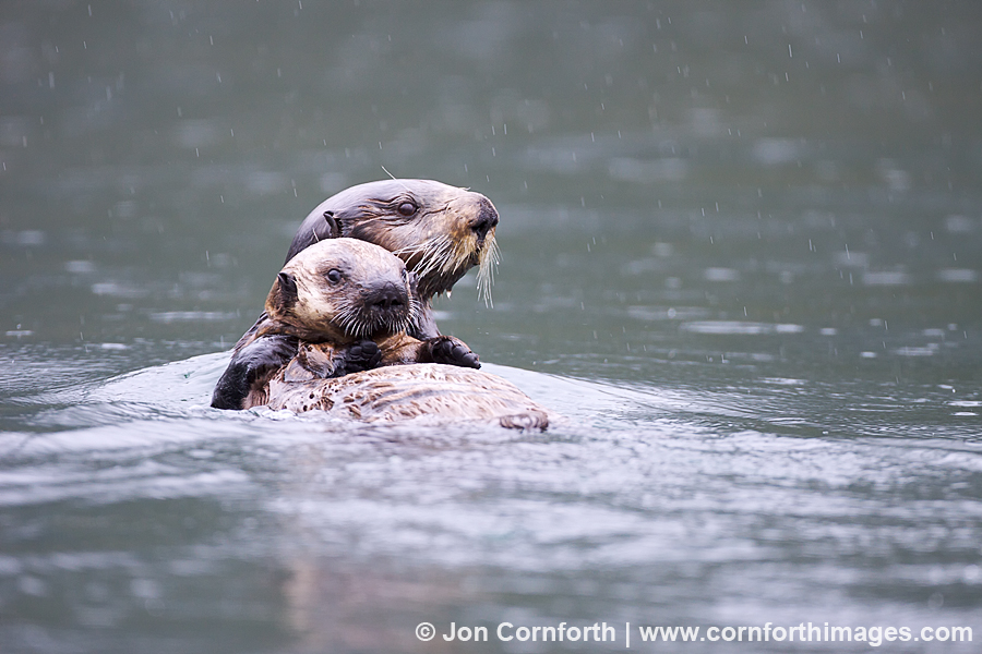 Glacier Bay National Park Animals