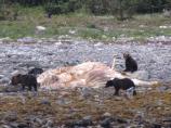 Glacier Bay National Park Animals