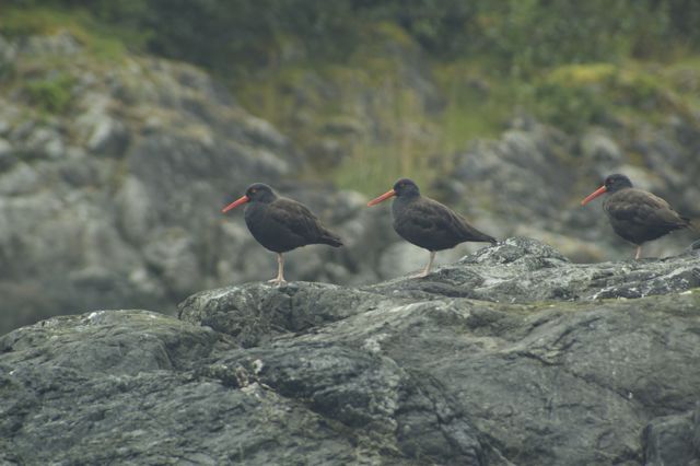 Glacier Bay National Park Animals