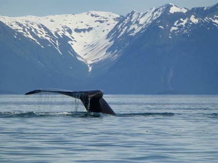 Glacier Bay National Park Animals