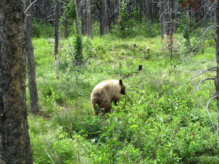 Glacier National Park Animals Pictures